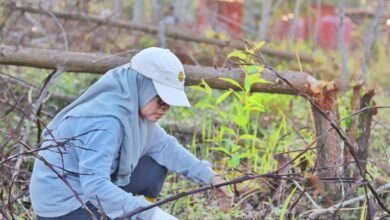 Semangat Revolusi Hijau Terus Digelorakan dengan Berhasil Menanam 1.000 Bibit Eucalyptus