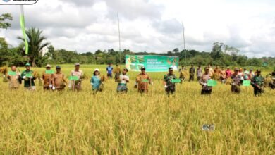 Pj Bupati Murung Raya Panen Padi Perdana Hasil Kelompok Tani