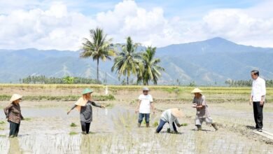 Presiden Jokowi Tinjau Panen Raya di Kabupaten Sigi
