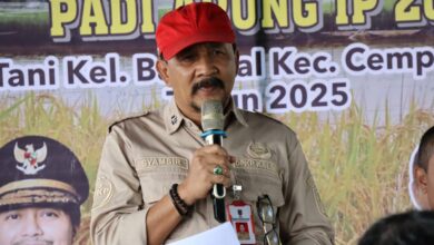 Panen Padi Apung di Banjarbaru, Wujudkan Ketahanan Pangan dan Kesejahteraan Petani