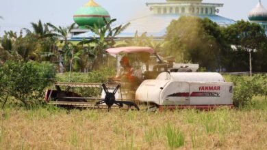 Hingga April 2025, Bulog Kalsel Catat Realisasi Serapan Gabah dari Petani Capai 7.400 Ton