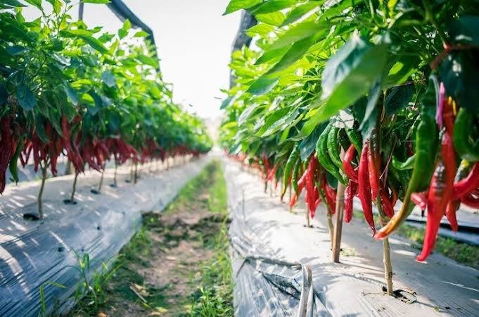Inovasi Pertanian Kalsel, ASN Diajak Tanam Cabai di halaman Rumah