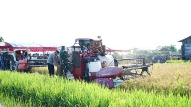 Pemprov Kalsel Panen Raya di Desa Panca Karta