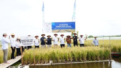 Inovasi Padi Apung Tunjukkan Hasil   Menggembirakan, Kalsel Gelar Syukuran Panen Padi Apung di Desa Siang Gantung‎