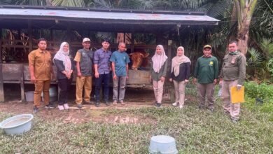 Pemprov Kalsel Pastikan Ketersediaan Hewan Kurban Tahun 2025 Aman