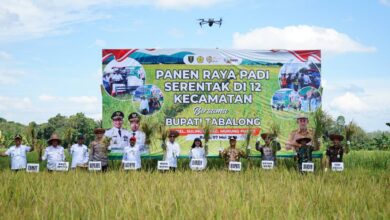 Panen Raya Padi di Tabalong, Sinergi Pemerintah dan Petani Mewujudkan Ketahanan Pangan
