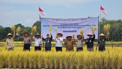 Panen Padi Apung Perdana di Ampukung, Inovasi Pertanian Rawa yang Menjanjikan